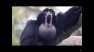 Screaming gibbon monkey [upl. by Fulcher]