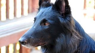 Belgian Shepherd Dog Groenendael [upl. by Eibrab]