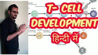 Tcell development  maturation in hindi [upl. by Nicole]