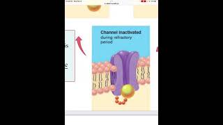 Refractory period NS [upl. by Easlehc]