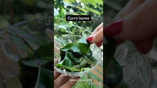 ✅Curry leaves Hair Tonic For Fast Hair GrowthHaircare tips shortshaircarelonghairviral [upl. by Wenda]