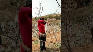 Pulling branches with bags of clinker process [upl. by Ahsein357]