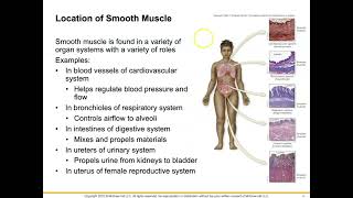 11 Steroids through Smooth Muscle [upl. by Larred]