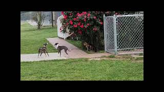 MARCHWIND ITALIAN GREYHOUNDSPUPPIES WITH THE CAT IN THE ROSE GARDEN [upl. by Lennahs197]