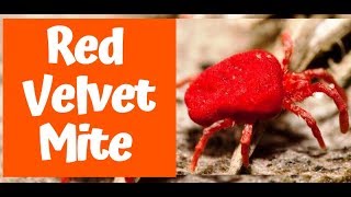 Red Velvet Mite  facts and life cycle  sangopang [upl. by Najram920]