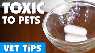 How To Avoid Accidentally Poisoning Your Pet  Bondi Vet [upl. by Dominga]