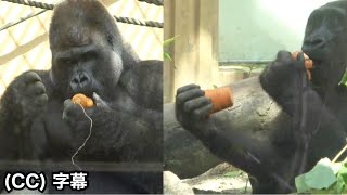 Gorillas at the mercy of the biggest carrots they ever seen｜Momotaro family [upl. by Atarman]