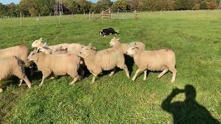 Sheepdog Training  Training to Whistles Early Stages [upl. by Slrahc]