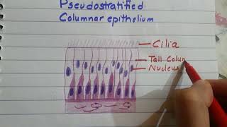 pseudostratified columnar ciliated epithelium histo diagram made easy [upl. by Syla465]