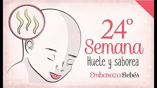 SEMANA 24 de Embarazo  6º Mes  Semana a semana [upl. by Shulins]