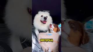 😱ZROBIŁ MU NAJLEPSZY PREZENT😍🐶 [upl. by Katt658]