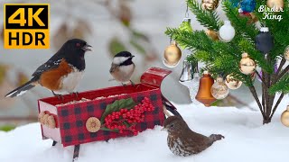 Cat TV for Cats to Watch 😻 Squirrel SingsBirds in Christmas Wonderland 🐿️ 8 Hours 4K HDR [upl. by Nitsa]