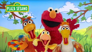 Plaza Sésamo Elmo y sus amigos patitos [upl. by Ij267]