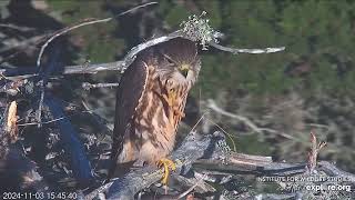 SharpShinned Hawk Perched at Santa Cruz Island Bald Eagle Nest 1132024 exploreorg [upl. by Hoang]