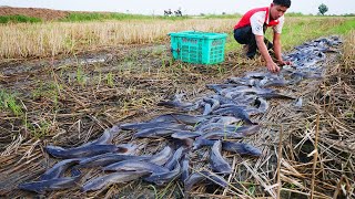 I Catch a lots fishes in mud at the field [upl. by Nahshunn]