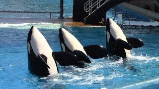 One Ocean Full Show  SeaWorld San Diego  June 23 2014 [upl. by Yssac]