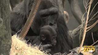 Name the female gorilla baby [upl. by Sheree139]