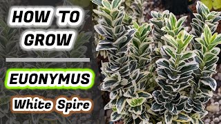 How To Grow Euonymus White Spire The Easy Way [upl. by Sissy]