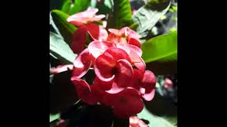 Euphorbia milii plant [upl. by Sanfred]