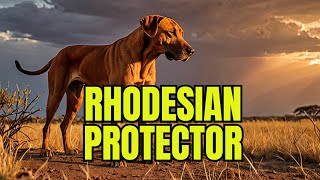 Rhodesian Ridgeback The Breed Built for Big Game amp Endless Love  Dog Breeds  German Shepherd [upl. by Abe]