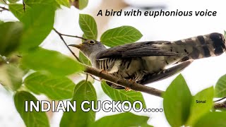 A bird with euphonious voice INDIAN CUCKOO [upl. by Omrellug17]