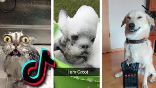 😂 Funniest TIKTOk Dogs and TIKTOK Cats 😹  Try Not To Laugh with TikTok Animals 2020  Pets Keen [upl. by Syla252]