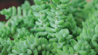 Donkey Tail Plant How to Care For Burros Tail  The Spruce IndoorPlantCare [upl. by Ellehcyt]