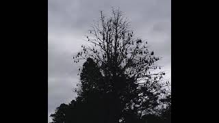 Hundreds of Flying Foxes Fruit Bats in Geelong  Victoria Australia [upl. by Nodnrb]