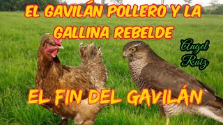 La gallinita rebelde y el Gavilán pollero [upl. by Iggem787]