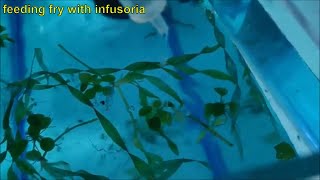 How to culture infusoria the easiest and fastest way  culturing infusoria without a starter [upl. by Xella]