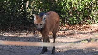 タテガミオオカミ Maned wolf 2018 0218 [upl. by Sokim]