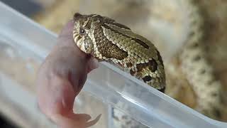 Feeding my baby hognose snakes in 2024 [upl. by Leroy]