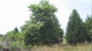 Wild Black Cherry Tree  Picking Fruit  Making Pancakes  Prunus Serotina [upl. by Brieta540]