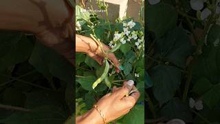 Dolichos Bean🫘 terracegarden growyourownfood shorts [upl. by Raney34]