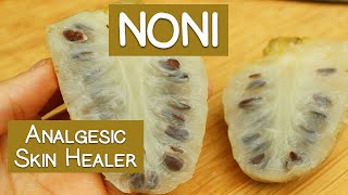 Noni Fruit Potential Skin Healer Immune Booster and Analgesic [upl. by Phira]