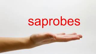 How to Pronounce saprobes  American English [upl. by Gefell]