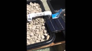 First aquaponics system Harbor freight 7w solar panel fountain pump and growstone media [upl. by Llenet]