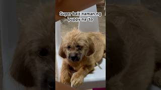 MOST WELLBEHAVED puppy doglover fyp dogvideos [upl. by Nired]