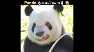 Why Pandas do this😨 shorts facts panda [upl. by Carlile344]