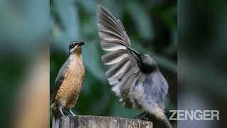 Randy Bird Performs Elaborate Mating Dance For Unimpressed Female That Promptly Flies Away [upl. by Eliak]