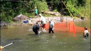 Bowmanville Creek Salmon Crossing 2012 [upl. by Rudie]