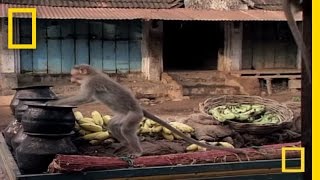 Drunk Monkeys  National Geographic [upl. by Rothwell583]