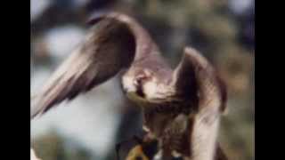 NATIONAL GEOGRAPHIC  DOCUMENTARIO UCCELLI RAPACI ITA DOCUMENTARY BIRDS OF PREY ASSASSINI VOLANTI [upl. by Anelrac]