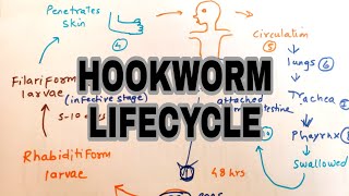 Hookworm infection  Lifecycle of hookworm  easy explaination [upl. by Emerald]