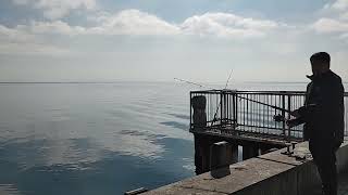 FISHING SPOT PORTARLINGTON PIER VICTORIA AUSTRALIA 🦘🦘🦘 2024 [upl. by Maillil]