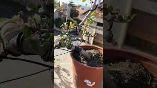 Bonsai Lentisco a semicascata  bonsai youtubeshorts bonsaitree bonsaiworld lovebirds bonsari [upl. by Netsirhk]