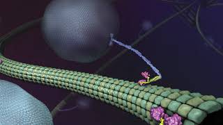 What is Kinesin Ron Vale Explains [upl. by Atinram123]