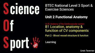 Unit 2 Functional anatomy  B1 Location anatomy amp function of CV components Part 2 Blood vessels [upl. by Sel]