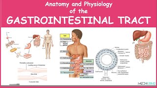 Anatomy and Physiology of the Gastrointestinal Tract Simplified [upl. by Kalila11]