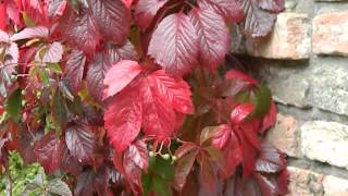 Parthenocissus tricuspidata Veitchii Robusta [upl. by Lemaj]